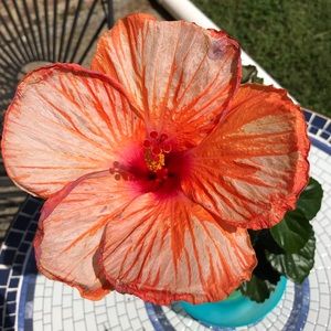 Meet your Posher, Marilyn